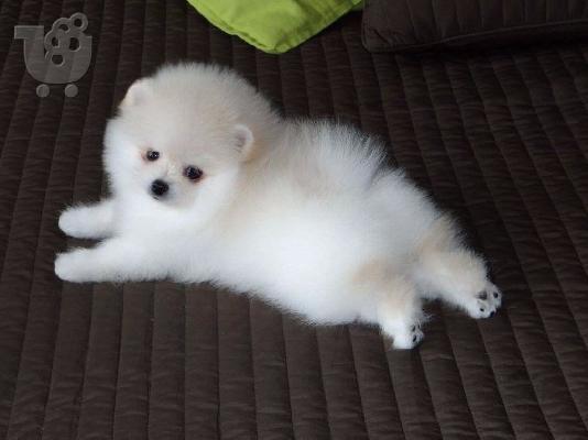 PoulaTo: Pomeranian toy